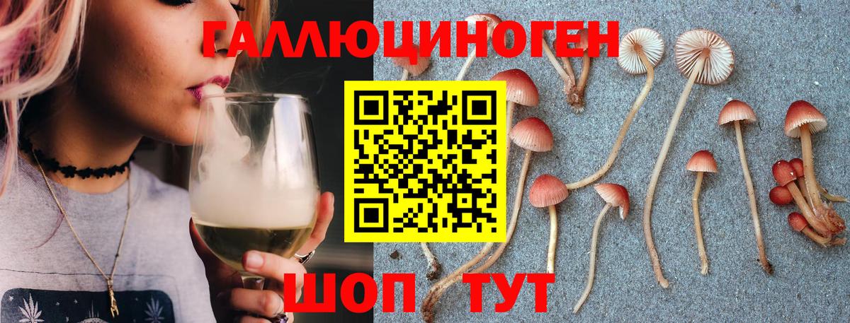 Псилоцибиновые грибы Psilocybe Кисловодск
